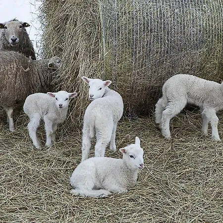Tatil parkı Kivi Talu Country Otepää