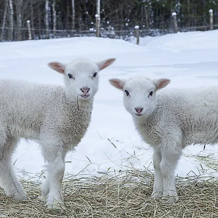 Kivi Talu Country 3* Otepää