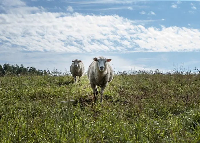 منتزه العطل Kivi Talu Country