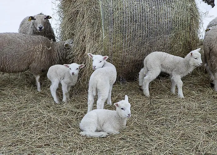 منتزه العطل Kivi Talu Country Otepää