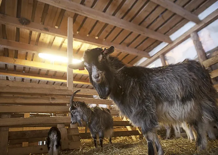 Kivi Talu Country Otepää