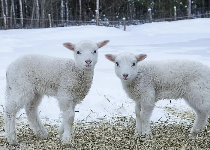 Kivi Talu Country 3* Otepää